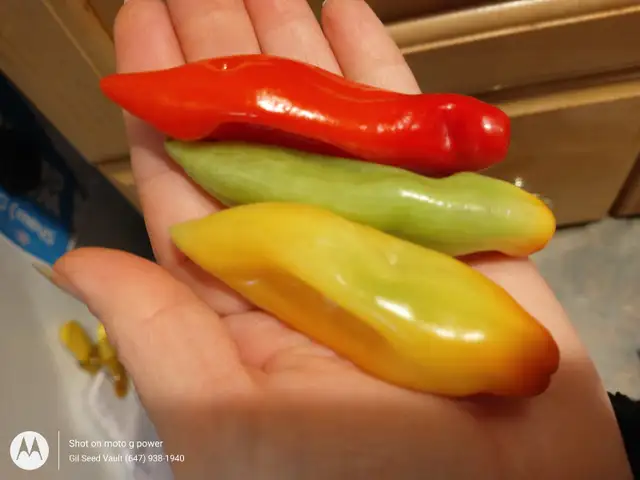 Aji Rico Pepper Plant – Early Maturing | Fruity Citrus Flavor |