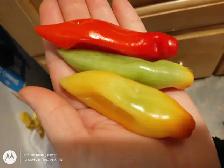 Aji Rico Pepper Plant – Early Maturing | Fruity Citrus Flavor |