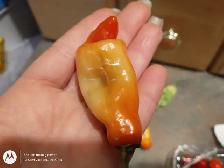 Aji Rico Pepper Plant – Early Maturing | Fruity Citrus Flavor | - Photo 2