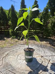 Aji Rico Pepper Plant – Early Maturing | Fruity Citrus Flavor | - Photo 3