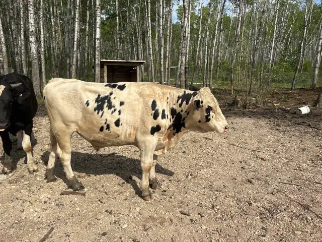 2 bulls for sale