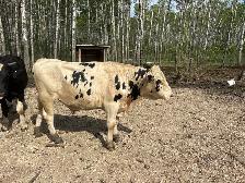 2 bulls for sale
