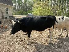 2 bulls for sale - Photo 2