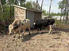 2 bulls for sale - Photo 3