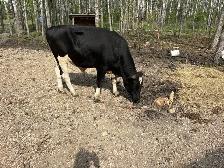 2 bulls for sale - Photo 4
