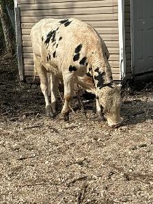 2 bulls for sale - Photo 5