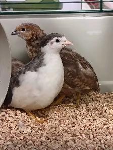 button quail