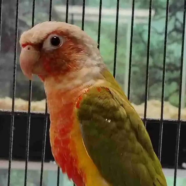 Red Factor pineapple conure