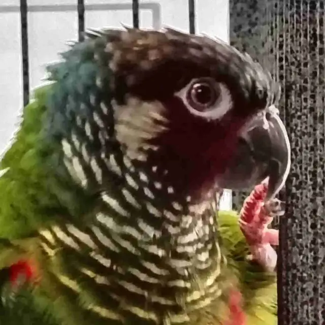 white cheek conure