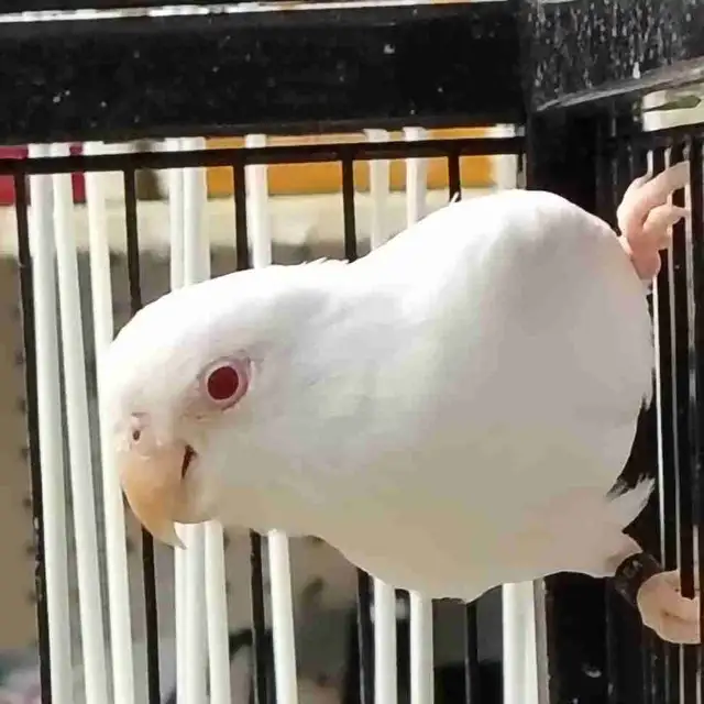 albino baby parrotlet