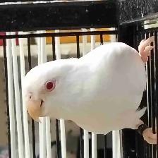 albino baby parrotlet