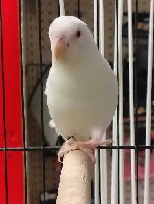 albino baby parrotlet - Photo 3