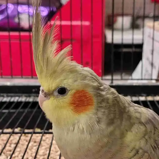 baby cockatiel