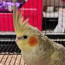 baby cockatiel