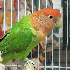 lovebird