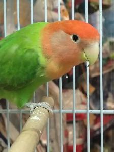 lovebird - Photo 2