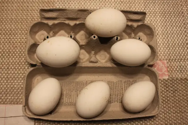 Goose hatching eggs for sale