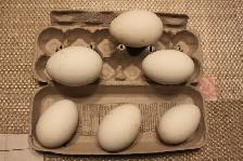 Goose hatching eggs for sale