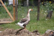 Goose hatching eggs for sale - Photo 3
