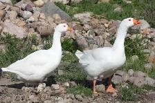 Goose hatching eggs for sale - Photo 4