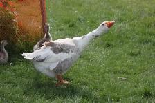 Goose hatching eggs for sale - Photo 5