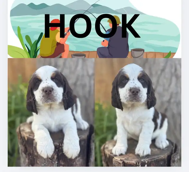 English Springer Spaniel Puppies