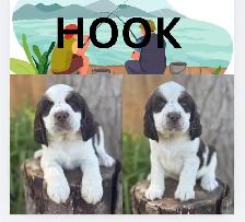 English Springer Spaniel Puppies