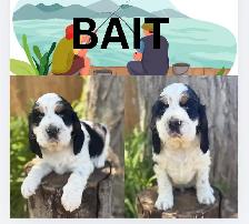 English Springer Spaniel Puppies - Photo 2