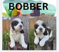 English Springer Spaniel Puppies - Photo 3