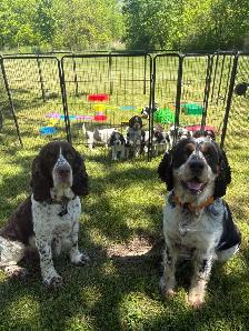 English Springer Spaniel Puppies - Photo 4