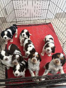 English Springer Spaniel Puppies - Photo 5