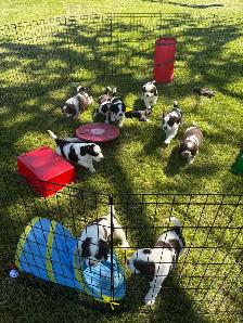 English Springer Spaniel Puppies - Photo 6