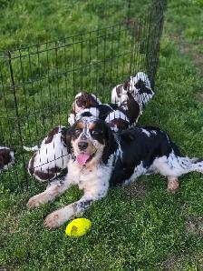 English Springer Spaniel Puppies - Photo 7