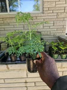 HARD to find RUE Plants St, Catharines RUDA ruta herb of Grace