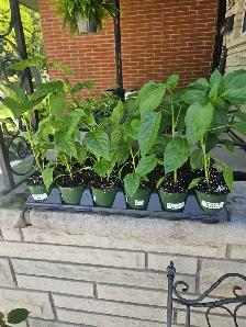 HARD to find RUE Plants St, Catharines RUDA ruta herb of Grace - Photo 2