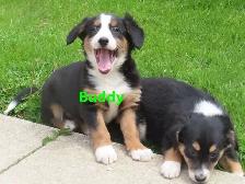 Collie shepherd mix puppies.
