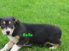 Collie shepherd mix puppies. - Photo 2