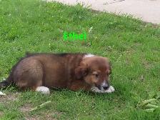 Collie shepherd mix puppies. - Photo 3