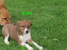 Collie shepherd mix puppies. - Photo 4