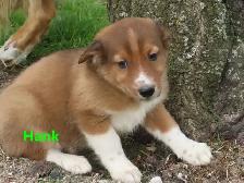 Collie shepherd mix puppies. - Photo 5