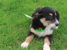Collie shepherd mix puppies. - Photo 6