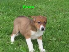 Collie shepherd mix puppies. - Photo 7