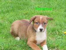Collie shepherd mix puppies. - Photo 8