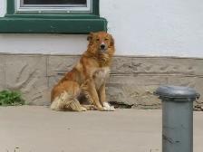 Collie shepherd mix puppies. - Photo 9