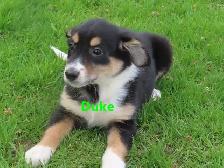 Collie shepherd mix puppies. - Photo 10