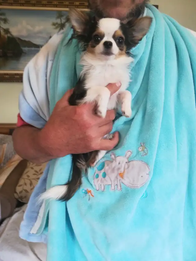 EXTREMELY TINY 8 MONTH CHIHUAHUA MALE
