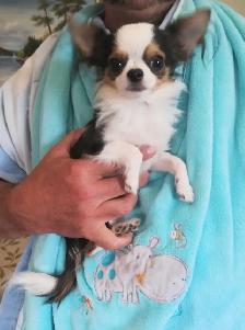 EXTREMELY TINY 8 MONTH CHIHUAHUA MALE - Photo 2