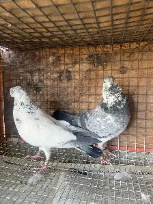 pigeons for sale - Photo 3