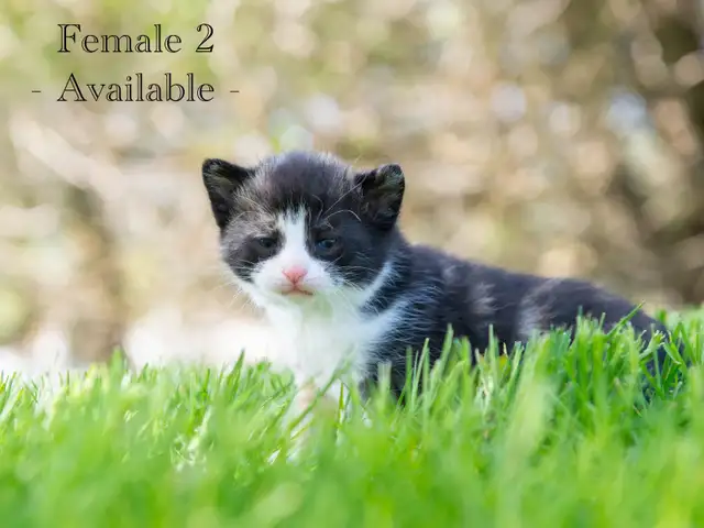 Cute Kittens for Sale! 2 Female Reservations Available!