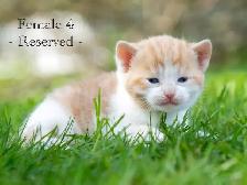 Cute Kittens for Sale! 2 Female Reservations Available! - Photo 4